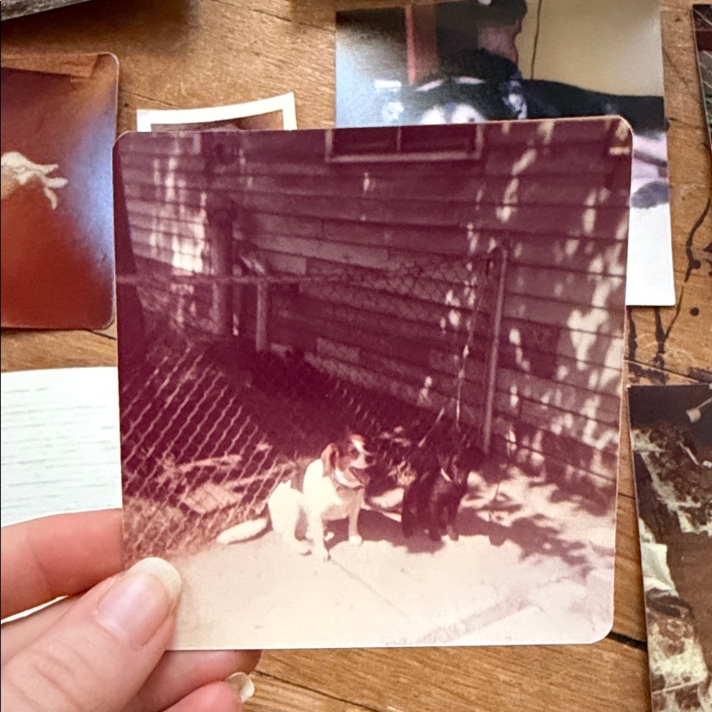 Vintage Dog Photo Collection - Picture 3 of 12